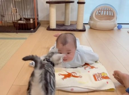うつぶせの赤ちゃんと子猫