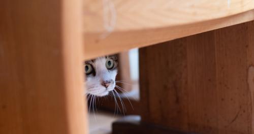 家具の下に隠れる猫