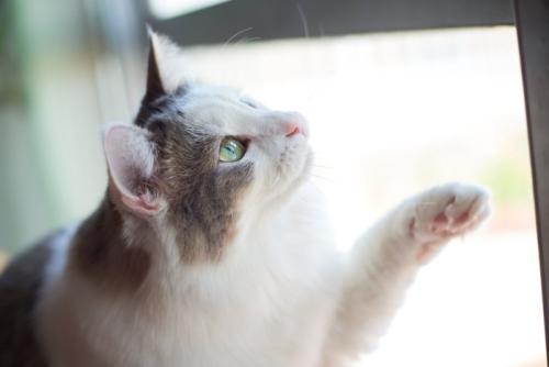 興味津々で手を伸ばす猫