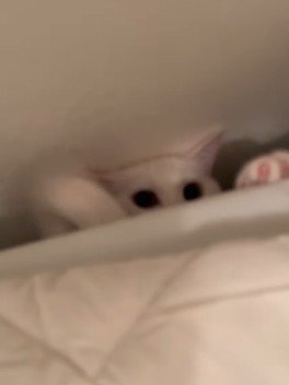 洗濯機裏の猫