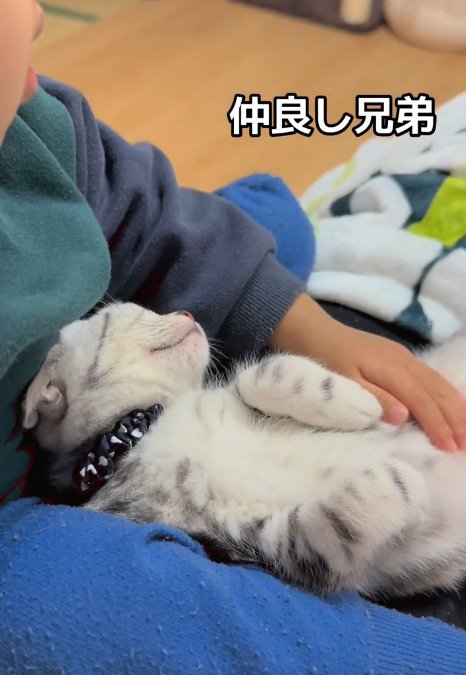 子供のお腹の上で寝る子猫