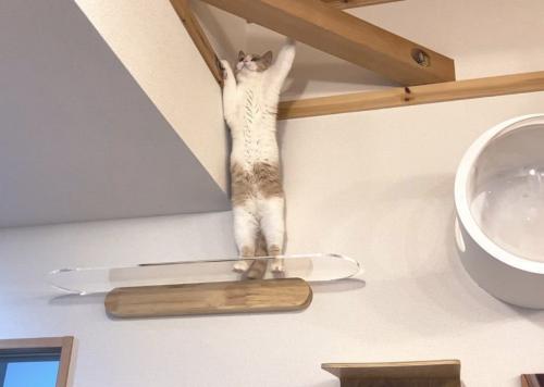 立つ猫