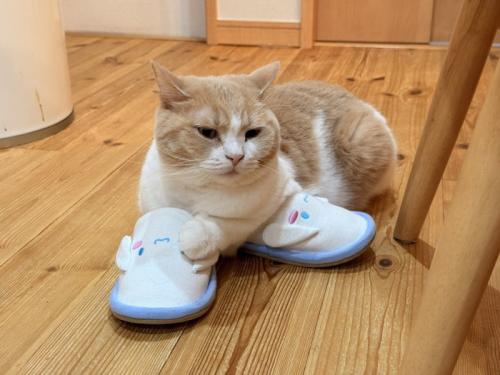 スリッパに座る猫