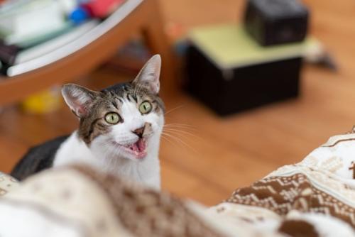 話しかけてくる猫