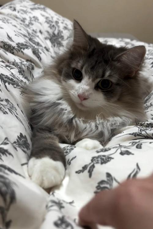 布団の上にいる猫