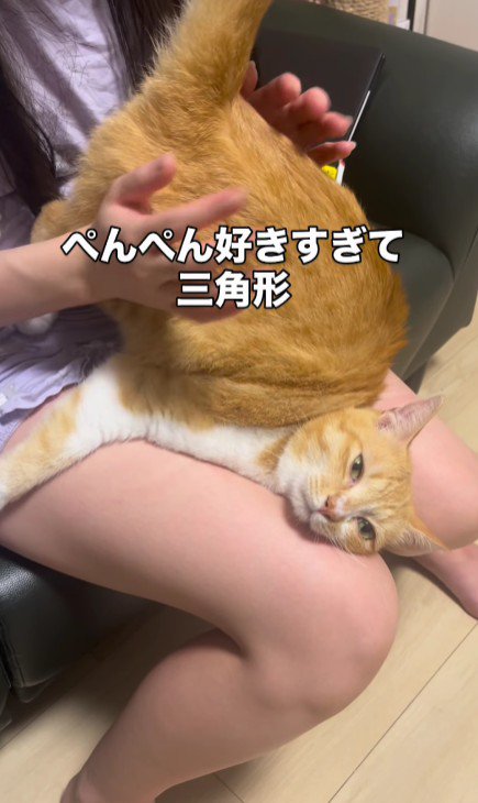 お尻を叩いてもらっている猫