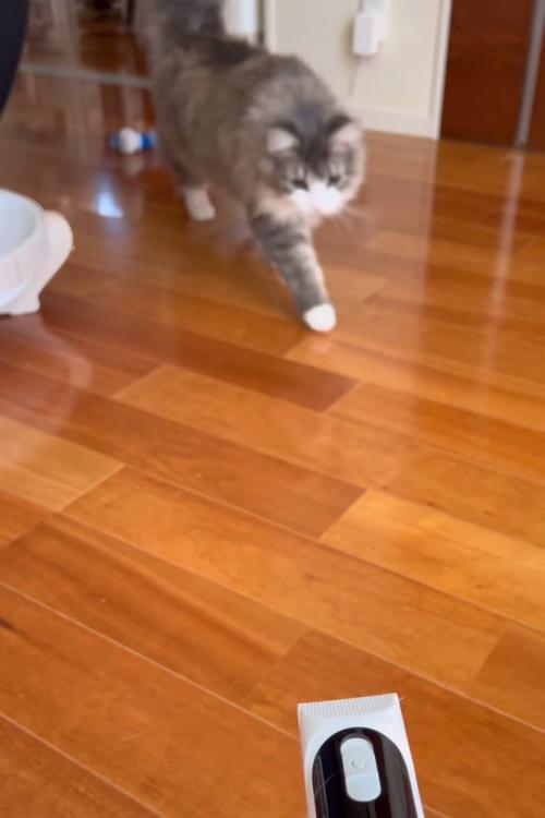 歩いてきた猫