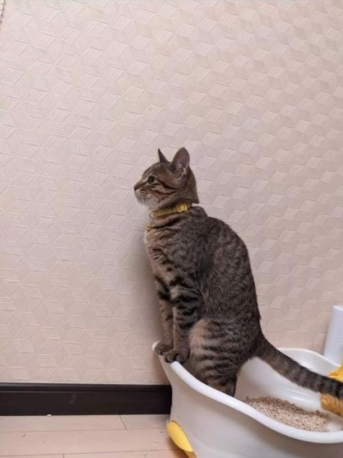 トイレで排泄する猫