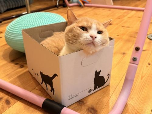 箱に入る猫