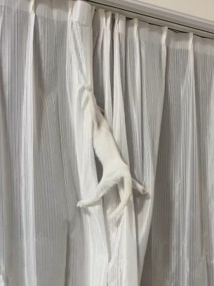 カーテンにつかまって宙ぶらりんの猫