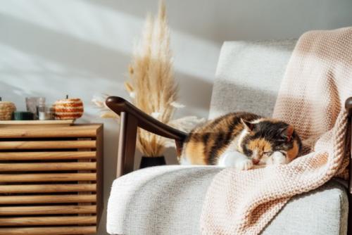 リビングでくつろぐ猫