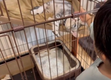 ケージの中でなでられている子猫
