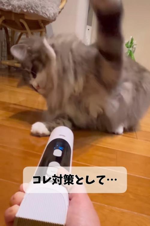 振りかぶる猫