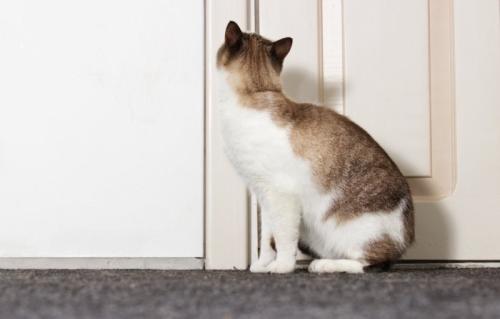 閉まっているドアを見る猫の背中