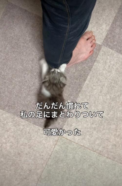 遊ぶ子猫