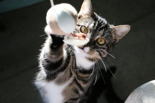 おもちゃに猫パンチをする猫