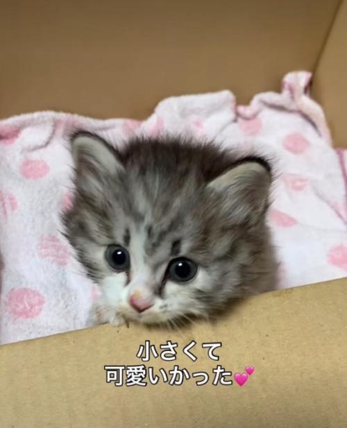 保護した子猫