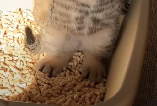 子猫の足