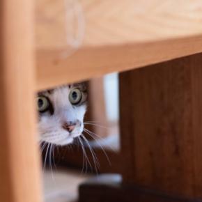 猫に嫌われたときに使える『信頼回復』のコツ5選　関係が悪化する原因や正しい接し方まで