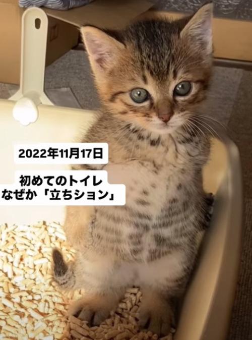 立ちションする子猫