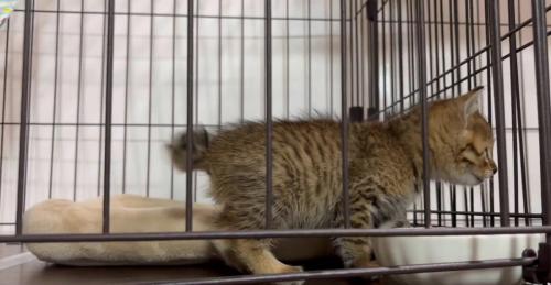 ケージの中の子猫