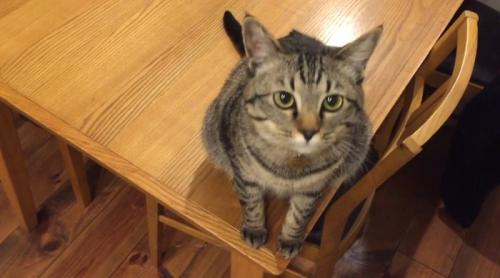飼い主を見ている猫