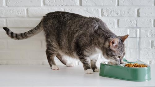 ごはんを食べている猫