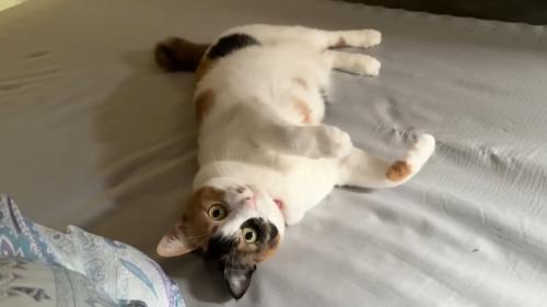 猫がひっくり返った瞬間