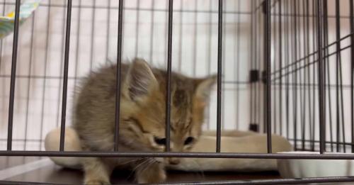 ケージの中の子猫