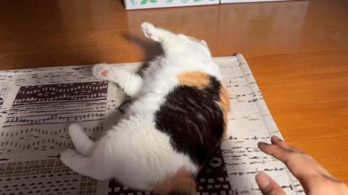 床で寝転がる姿