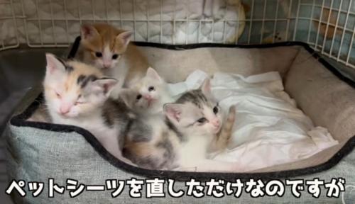 ベッドの猫