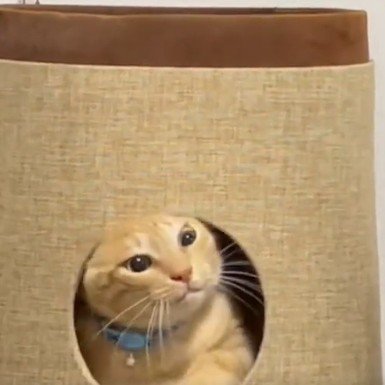 穴から顔を出す猫