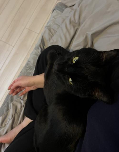 膝に乗る猫