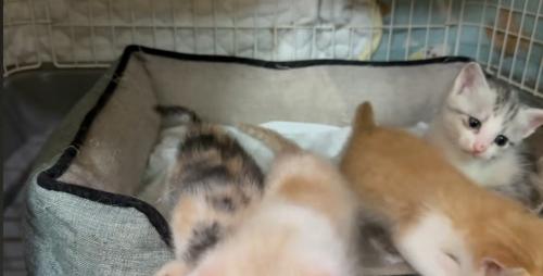 外に出る猫
