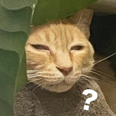黒目が離れた猫