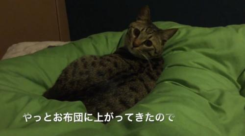 ベッドでくつろぐ猫