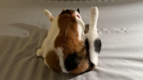 両足上げて毛づくろいしている猫の背中