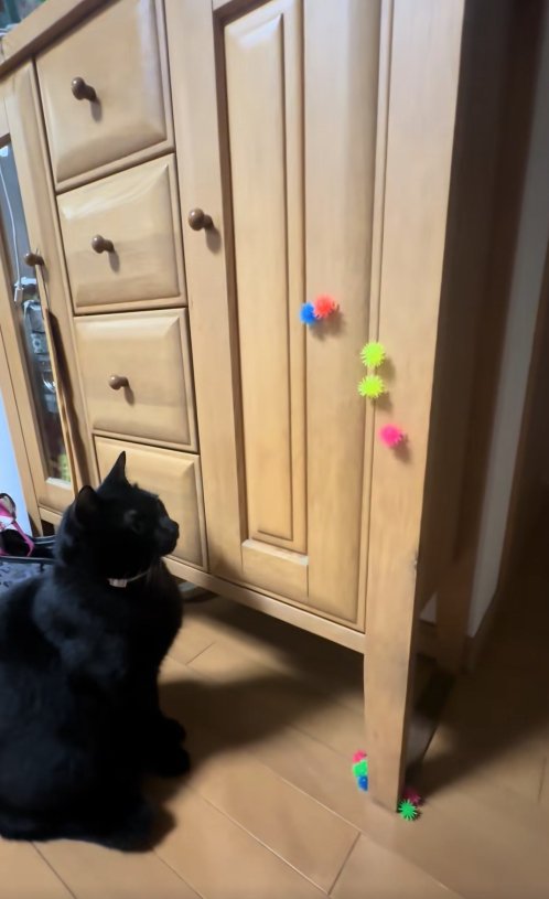 お座りをしてキャビネット中央寄りについているボールを見つめる猫
