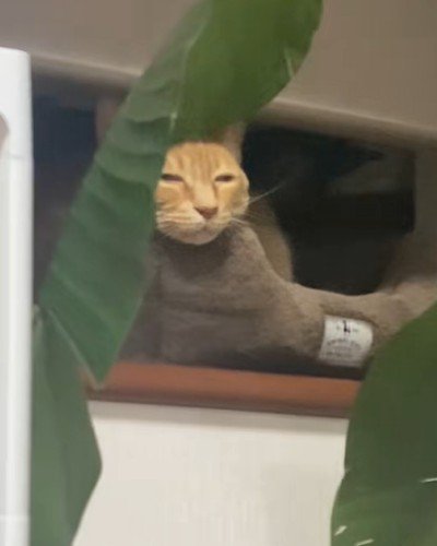 窓辺で寝ている猫