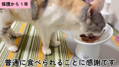 ごはんを食べるキャリーちゃん
