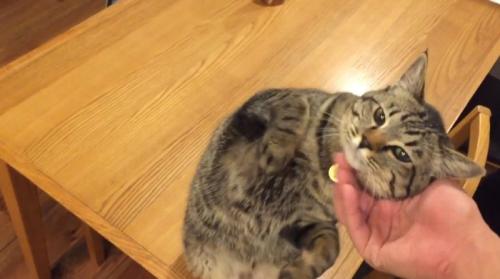 飼い主の手に顔をこすりつける猫