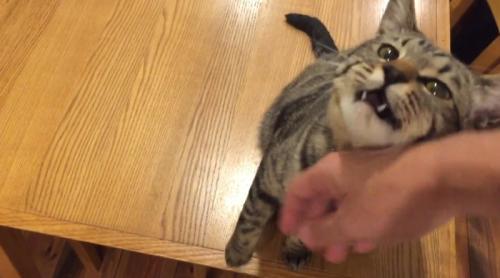 飼い主の手に顔をこすりつける猫