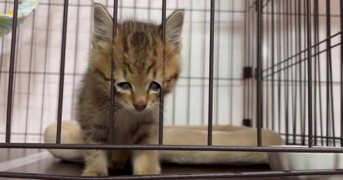 ケージの中の子猫