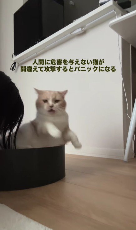 驚く猫