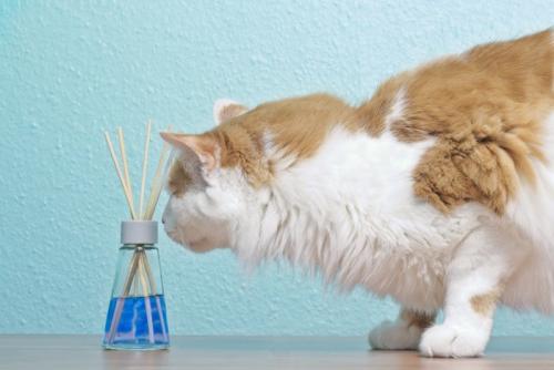 寝ている猫のかわいい写真