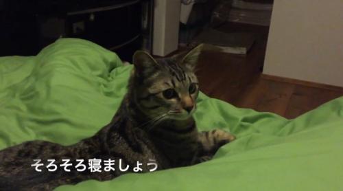 ベッドでくつろぐ猫