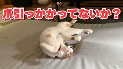 爪がシーツに引っかかったままへそ天する猫