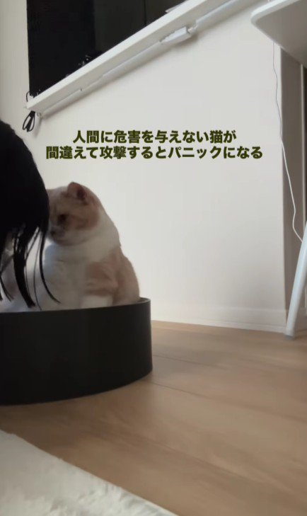 猫のにおいを嗅ぐ飼い主