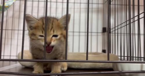 ケージの中の子猫
