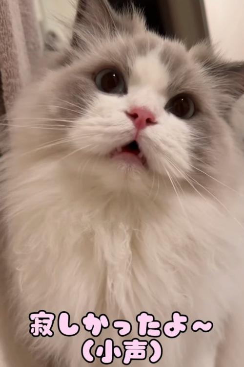 前を見て鳴く猫